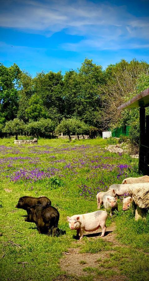 Casa de Campo Arca Dos Animais - Farming &